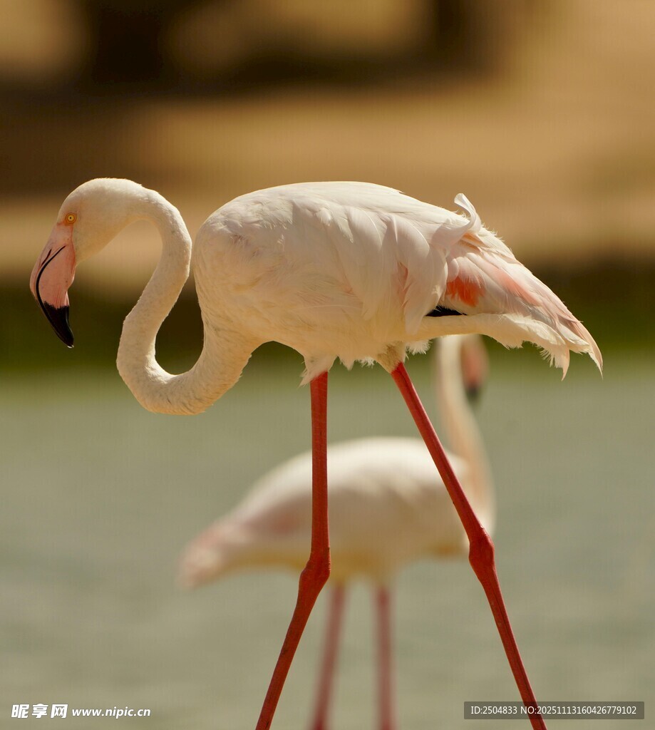 优雅火烈鸟于水边伫立