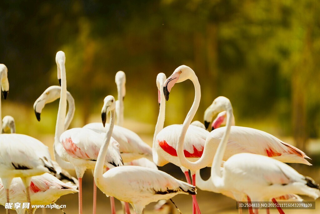 优雅火烈鸟群于湿地栖息