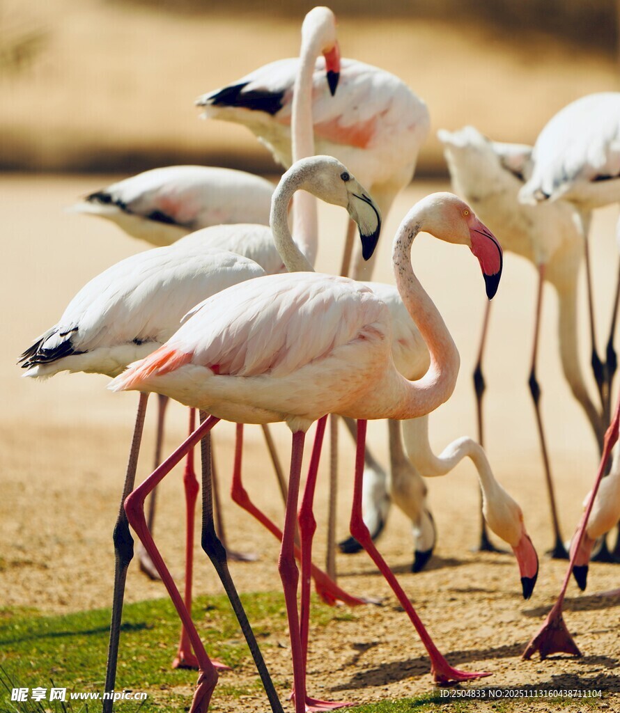 一群火烈鸟聚集在地面