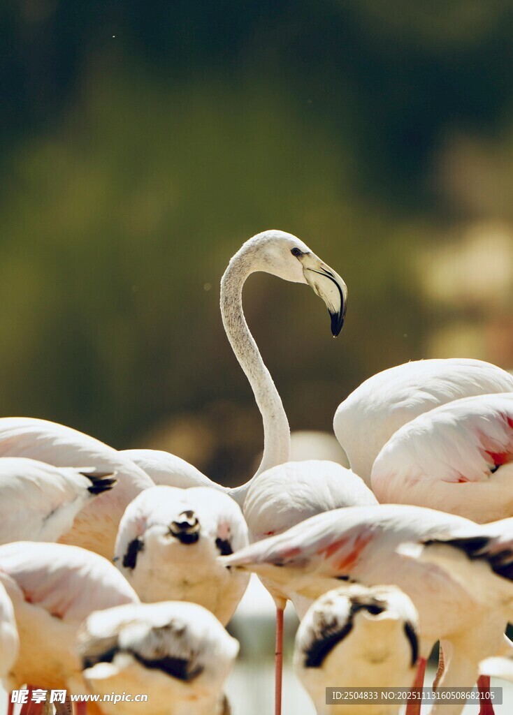 一群火烈鸟聚集的场景