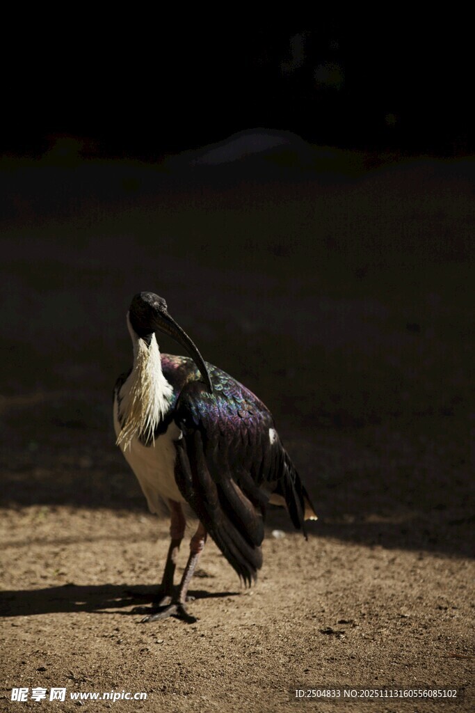 优雅孔雀于地面展独特姿态