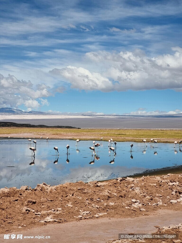 湖畔群鸟栖息的美丽景象