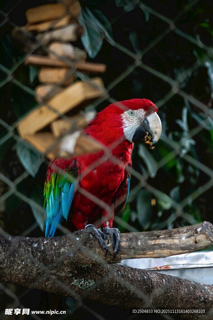 色彩艳丽的金刚鹦鹉