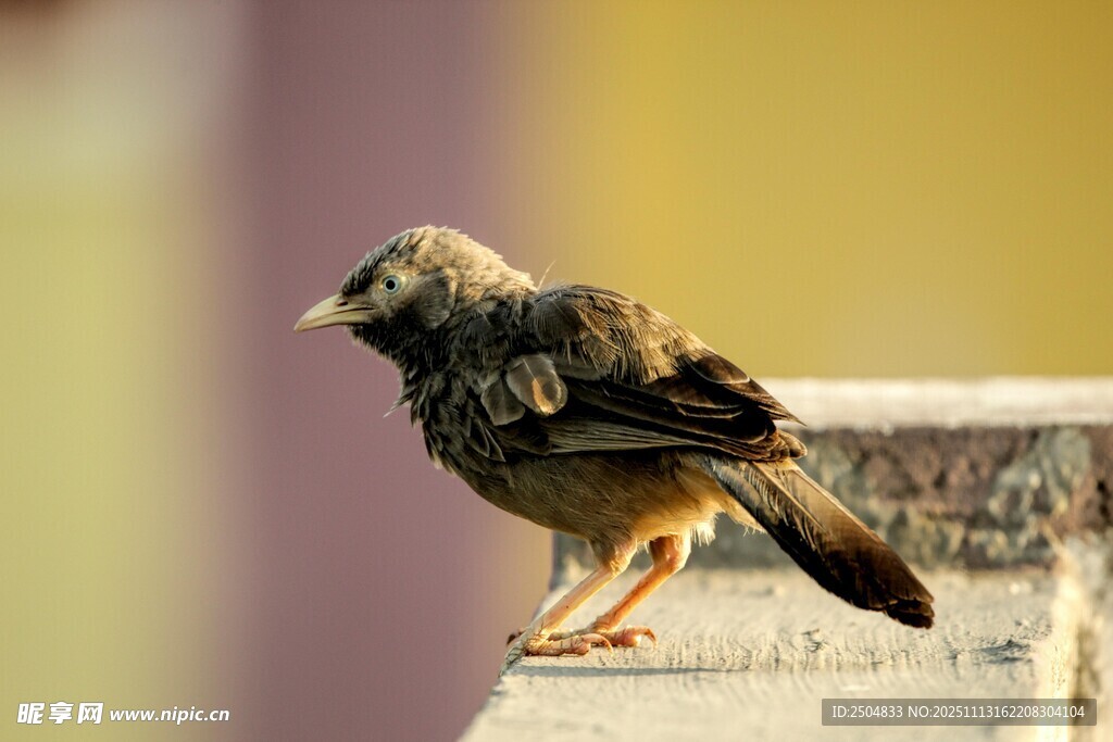 站在栏杆上的小鸟