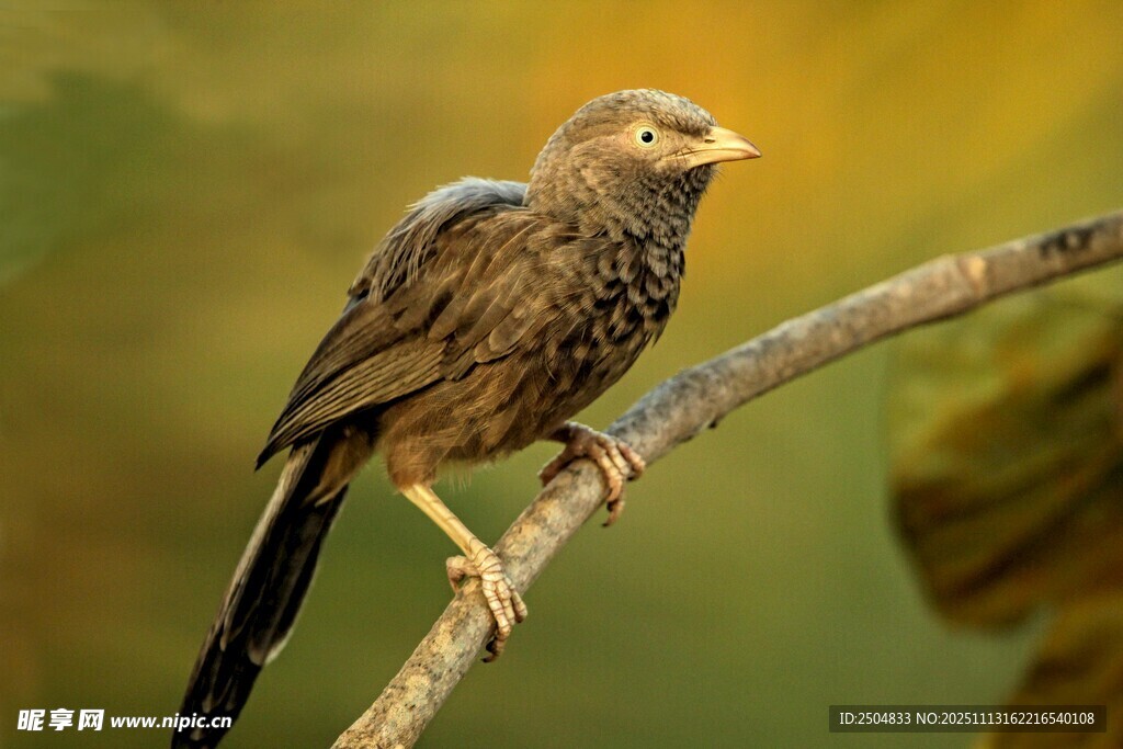 枝头栖息的棕色小鸟
