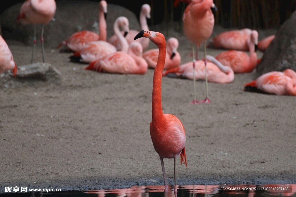 单只火烈鸟与群鸟的场景