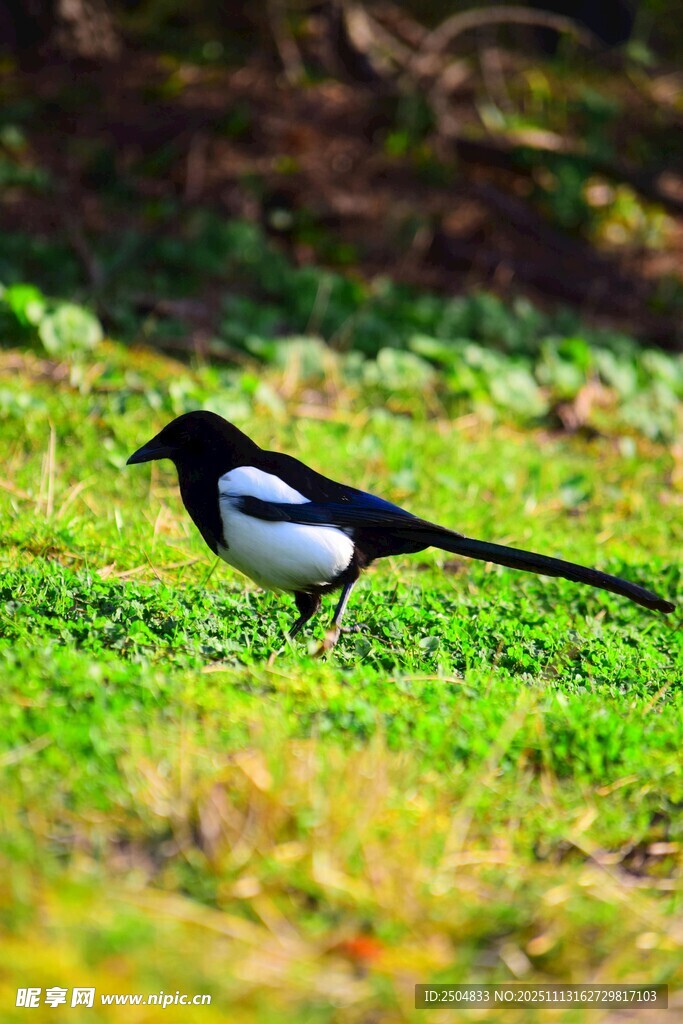 草地上的黑白喜鹊