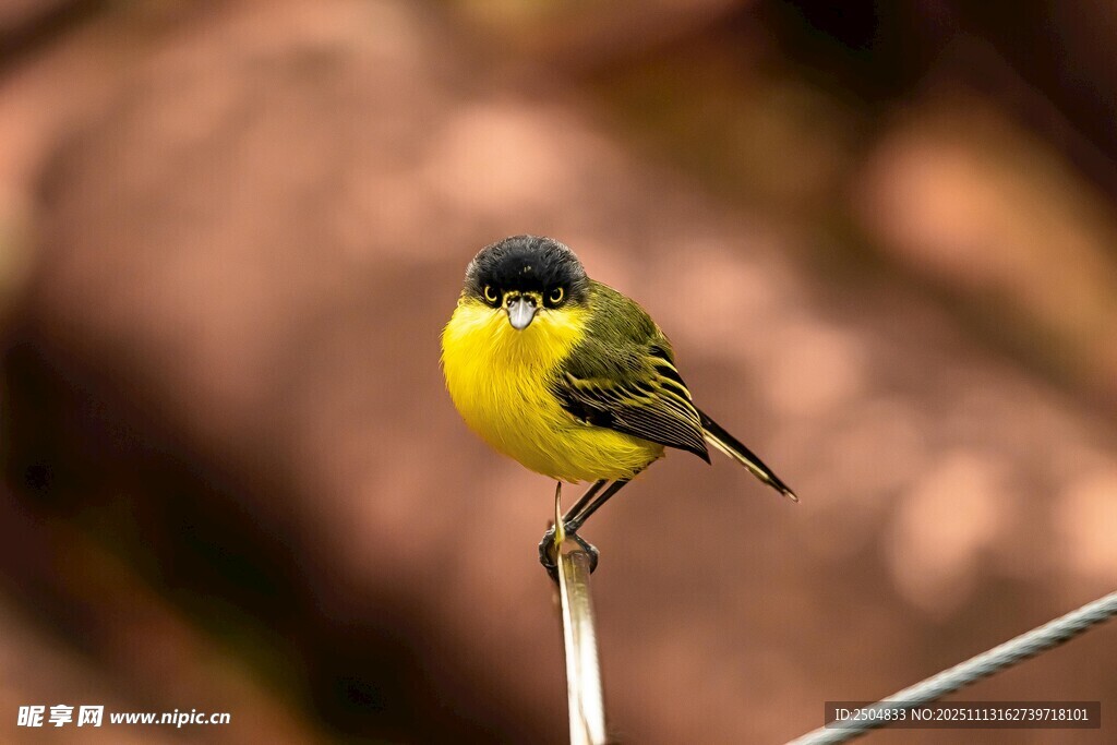 黄腹小鸟栖息于细枝上