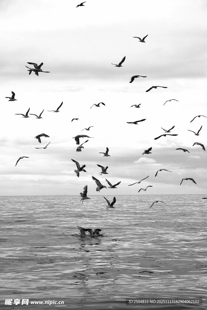海面上群鸟飞翔的壮观景象