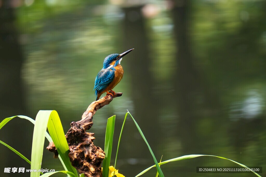 栖息枝头的美丽翠鸟
