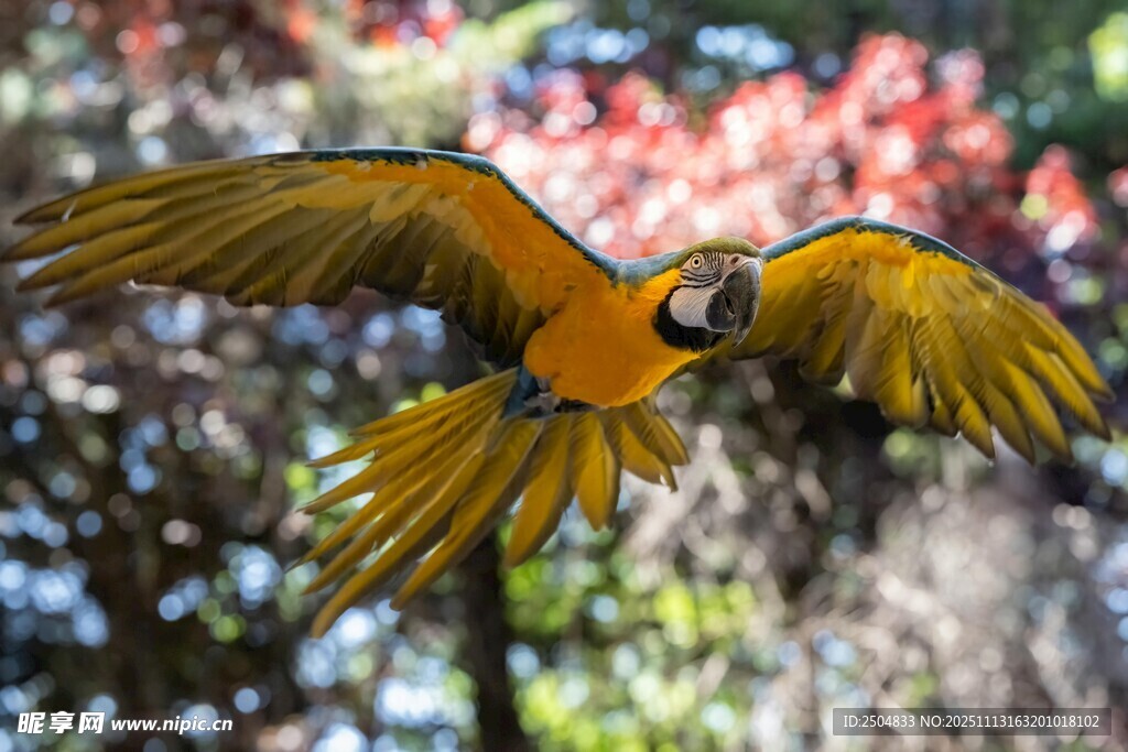 飞翔的金刚鹦鹉