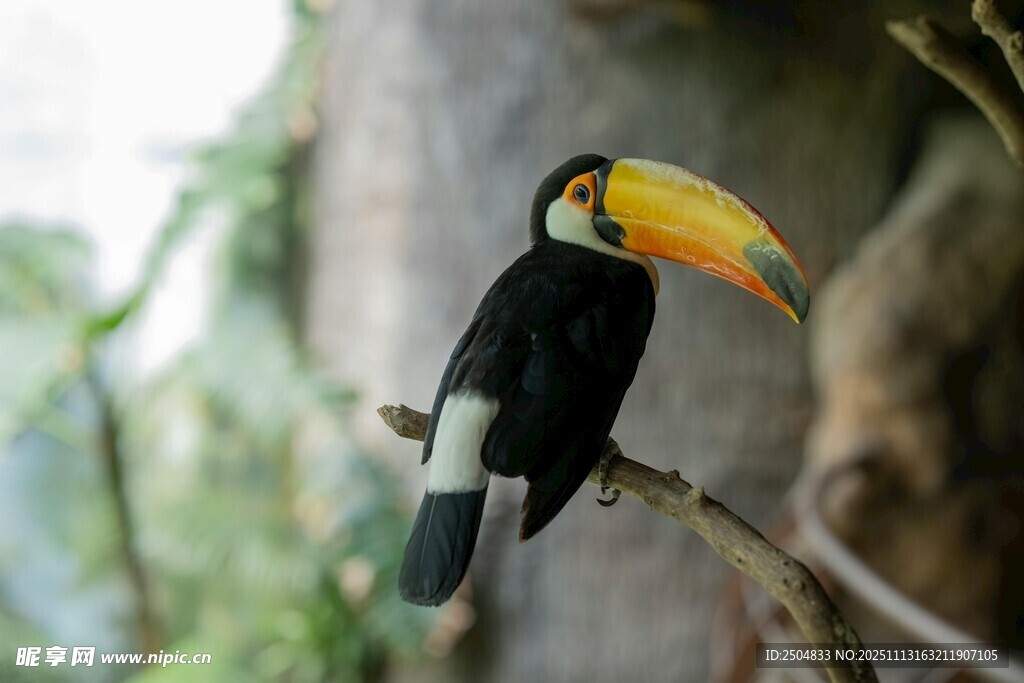 巨嘴鸟栖息枝头
