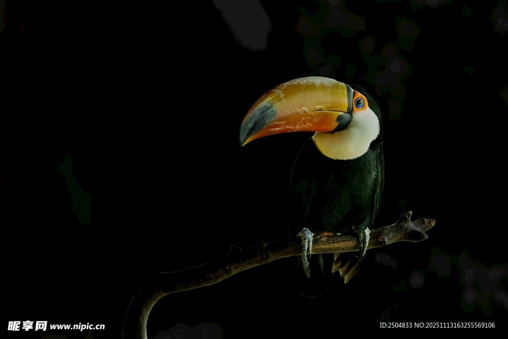 巨嘴鸟栖息于枝头