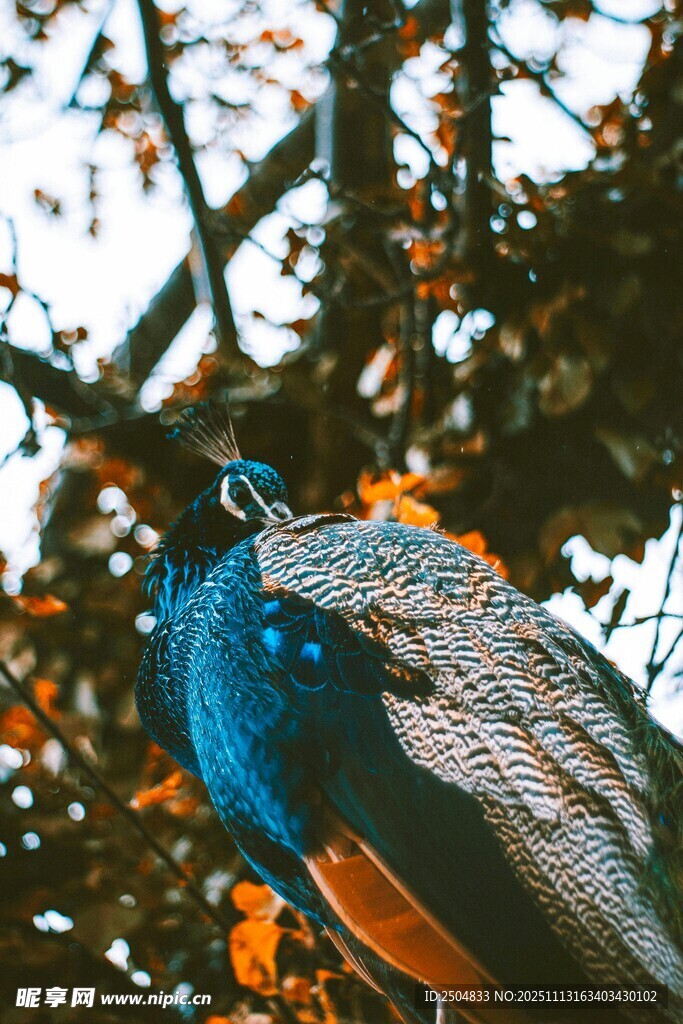 蓝孔雀于枝叶间展美丽身姿