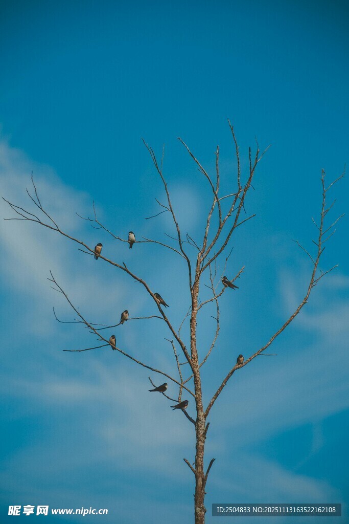 蓝天枯枝上的几只小鸟