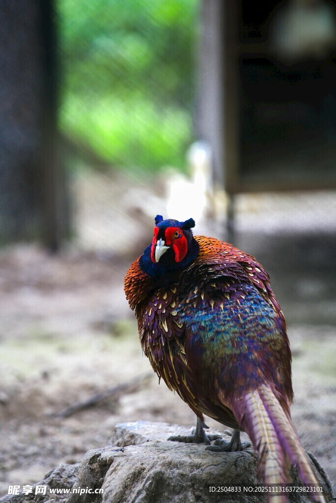 五彩斑斓的美丽野生雉鸡