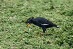 草地上觅食的黑鸟