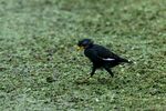 草地漫步的黑鸟