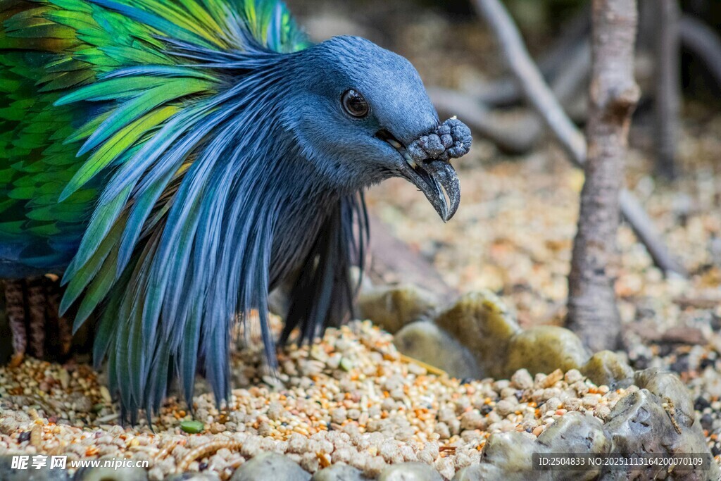 五彩羽鸟低头啄食谷物