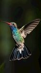 五彩蜂鸟展翅瞬间