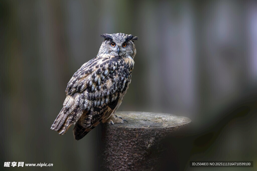栖息于柱上的猫头鹰