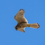 翱翔蓝天的猎隼