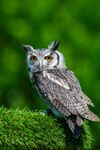 栖息于青苔上的猫头鹰
