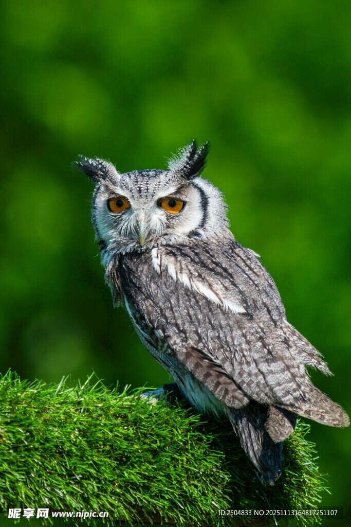 栖息于青苔上的猫头鹰