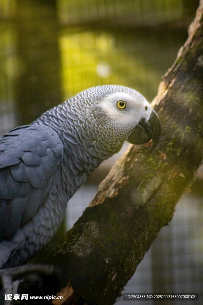 灰鹦鹉栖息于树枝上