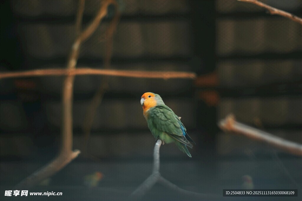 多彩鹦鹉栖息于枝头