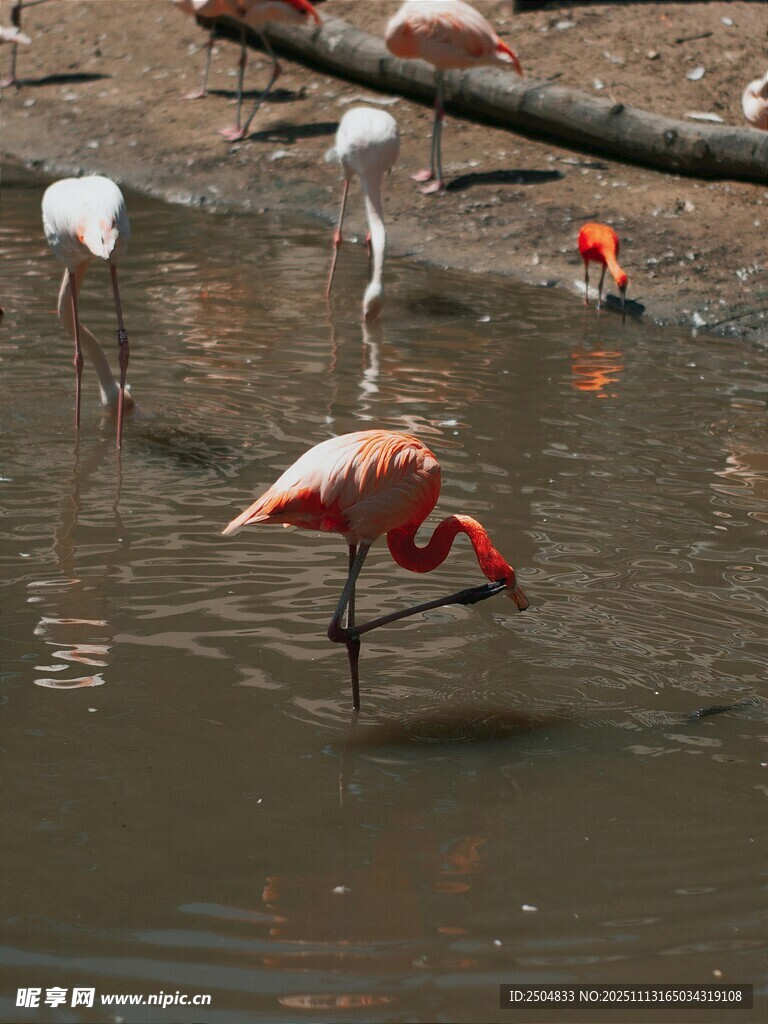 火烈鸟于水边优雅觅食