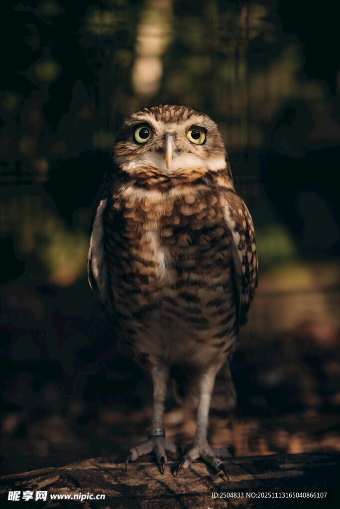 站立的猫头鹰
