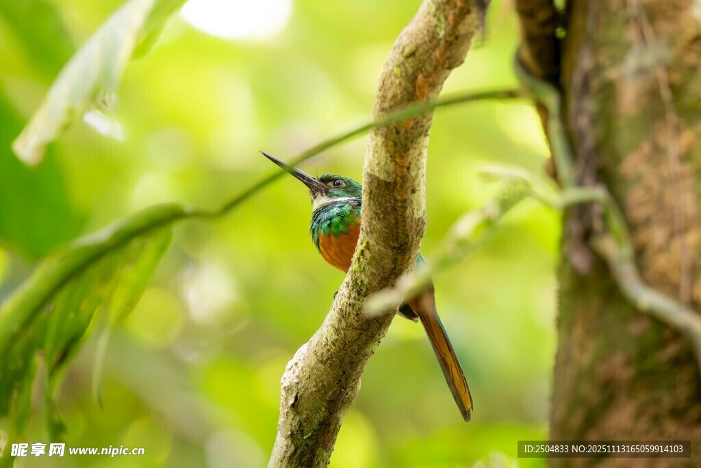 树枝上的多彩小鸟
