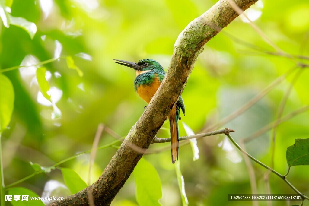 树枝上的多彩小鸟