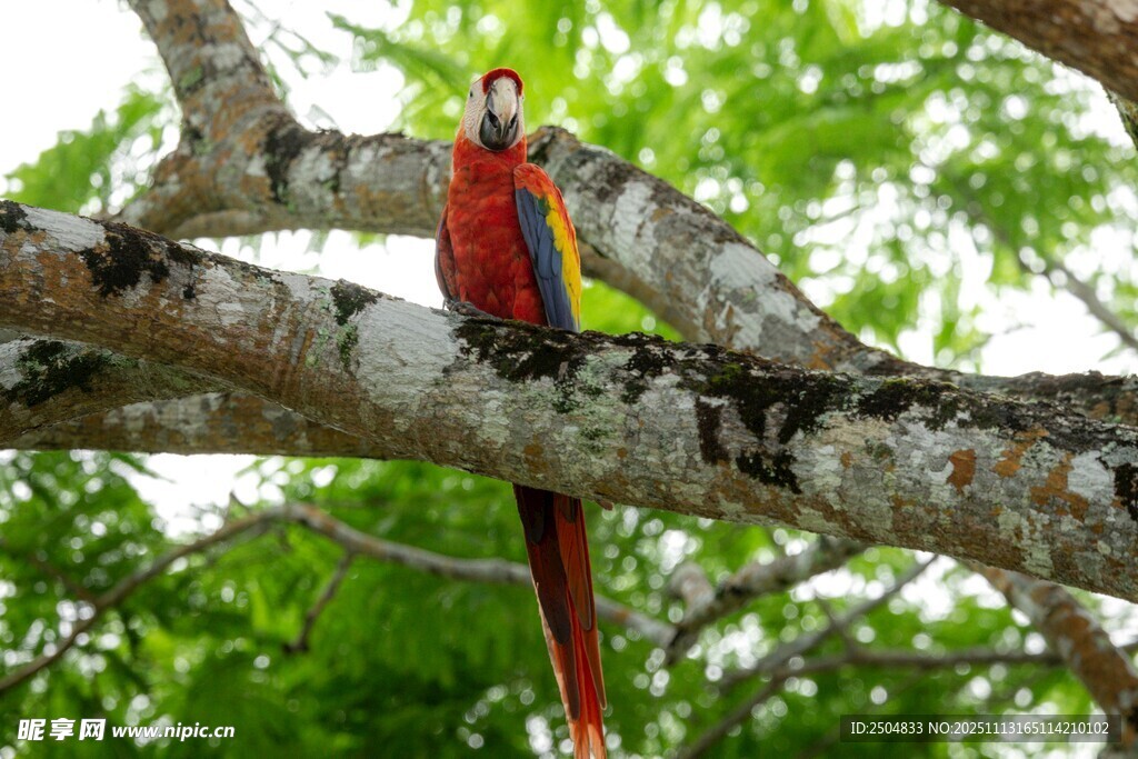 树枝上的艳丽红鹦鹉