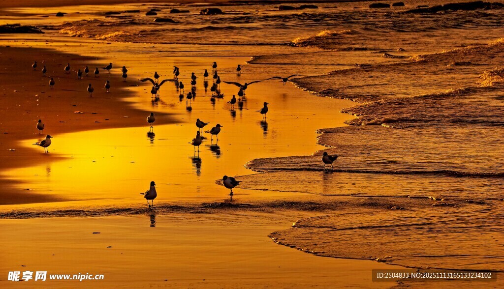 夕阳下海滩上的飞鸟群