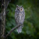 树枝上的猫头鹰