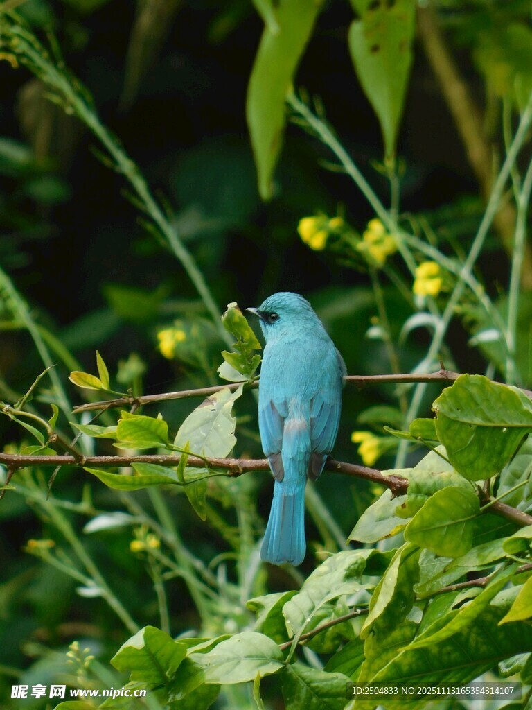 蓝鸟栖于绿植繁花间
