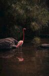 水边优雅的火烈鸟