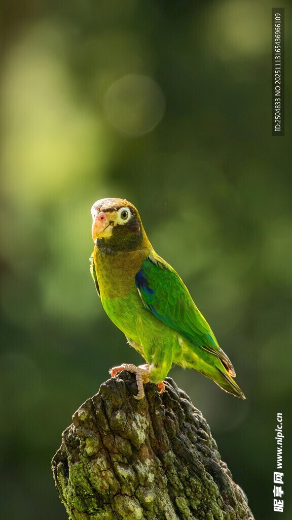 绿羽鹦鹉立于树桩