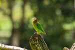 枝头绿鹦鹉