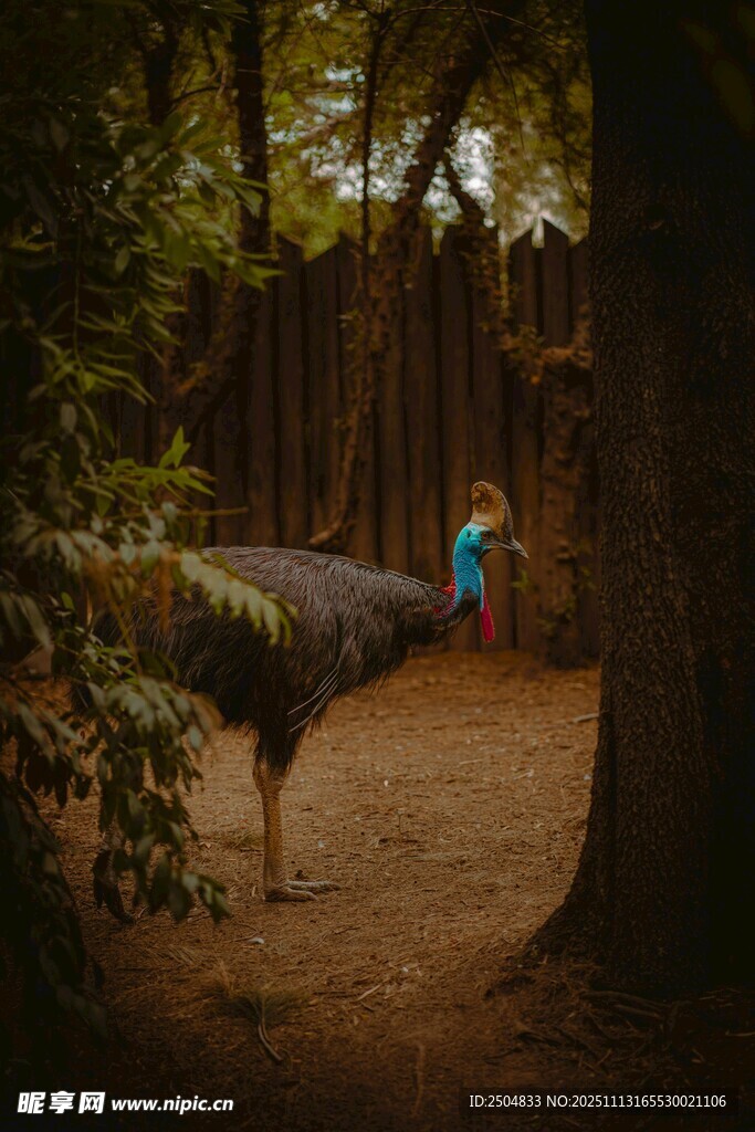 森林中漫步的两个人