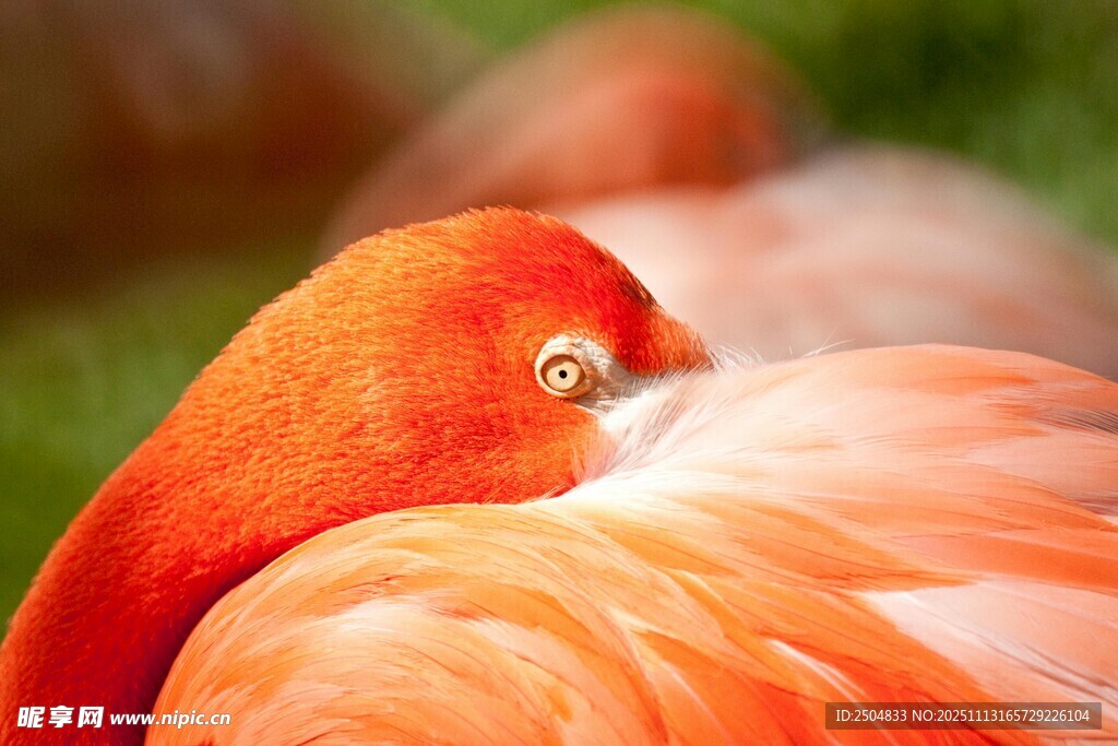 优雅火烈鸟特写