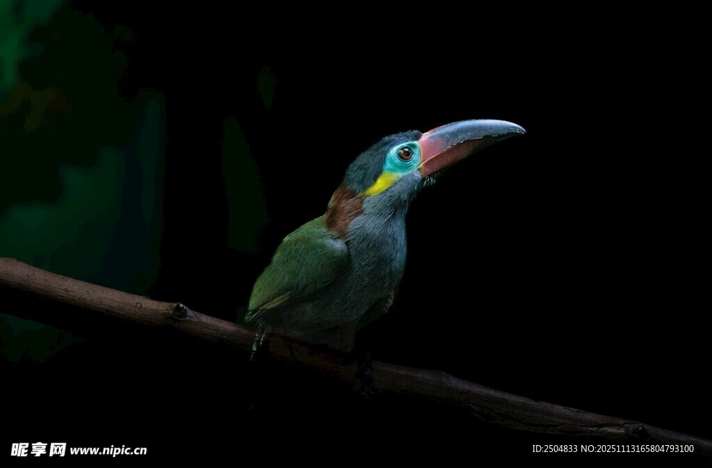多彩巨嘴鸟栖息于枝头