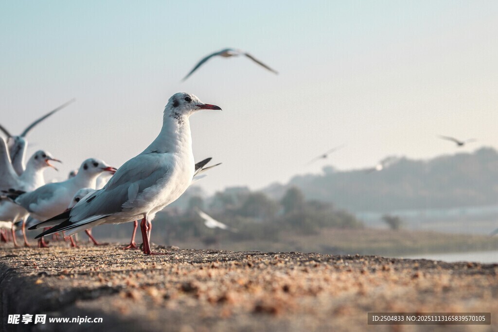 海边群鸥站立飞翔景象