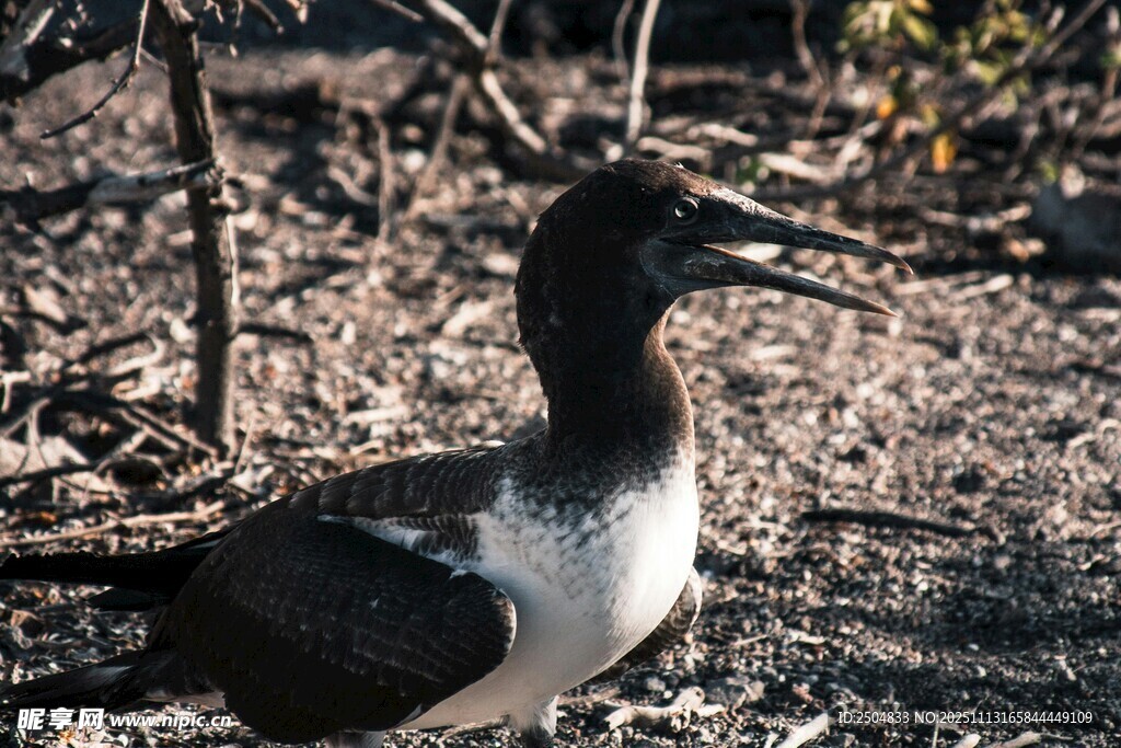 黑白相间鸟立于野外