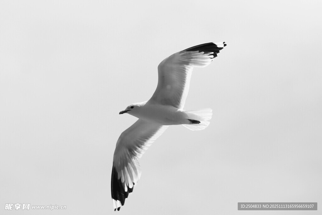 翱翔天际的海鸥