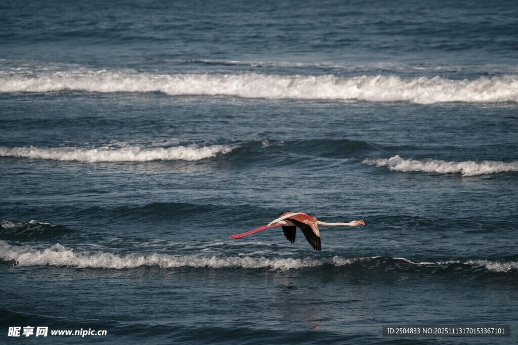 海面上冲浪者乘风破浪