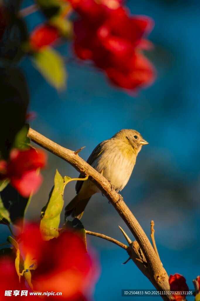 枝头小鸟伴红花