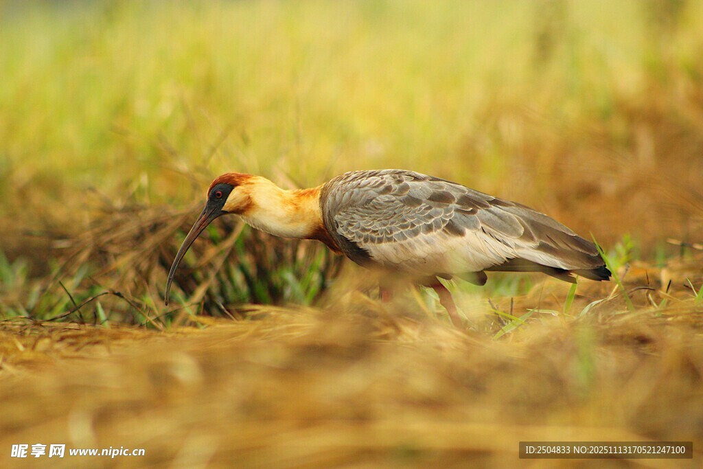 田野中觅食的美丽小鸟
